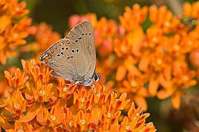 日服NSO新一期试玩同乐会 免费游玩《王牌钓手》